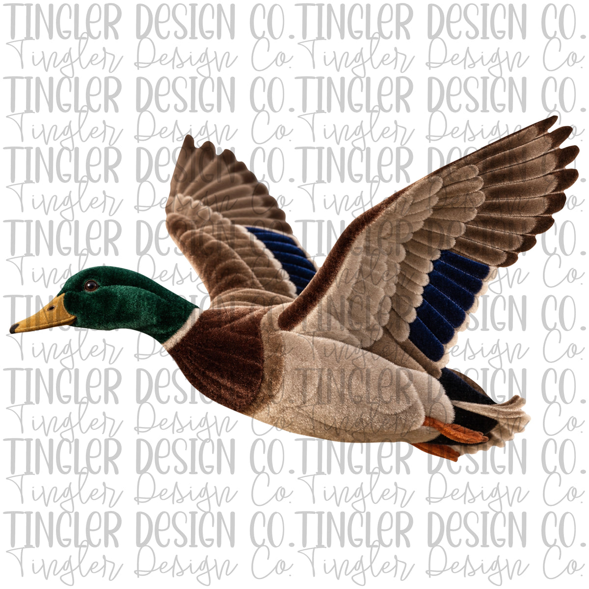 Velvet mallard duck